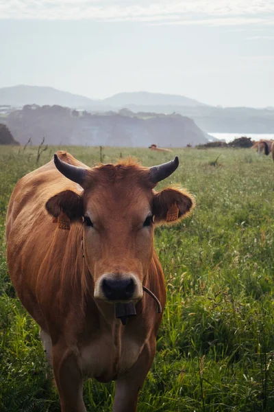 Vertical Shot Brown Cow Eating Grass Pasture — Stock Photo, Image