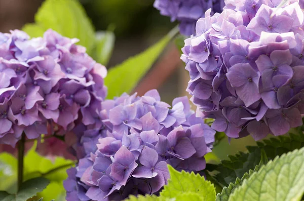 Primer Plano Flores Hortensia Púrpura Flor —  Fotos de Stock