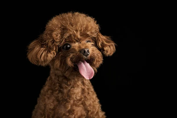 Adorable Petit Caniche Sur Fond Noir — Photo