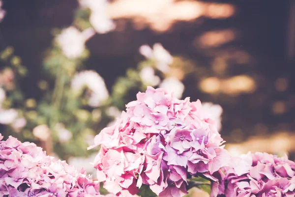 정원에 아름다운 분홍빛 히드라 꽃들이 옹기종기 — 스톡 사진