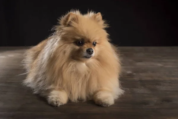 Ένα Χαριτωμένο Pomeranian Κουτάβι Κάθεται — Φωτογραφία Αρχείου