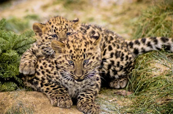 Closeup Two Cute Baby Leopards Play Fighting Jungle — Stock Photo, Image