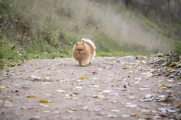 一只可爱的绒毛波美拉尼亚小狗在街上奔跑 — 图库照片