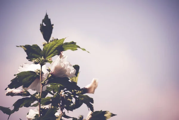Μια Επιλεκτική Φωτογραφία Ενός Φυτού Ανθισμένα Λευκά Λουλούδια — Φωτογραφία Αρχείου