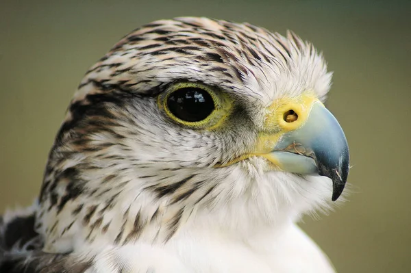 Closeup Falcon Looking Ahead — Stock Photo, Image