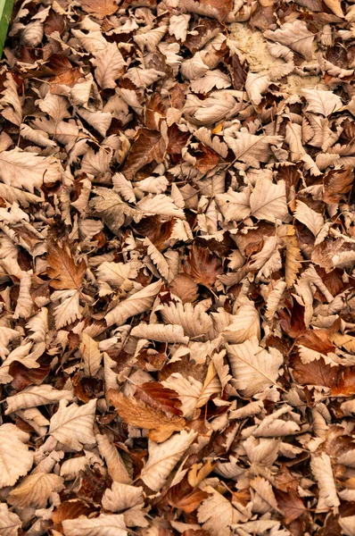 Vertikální Záběr Zaschlého Podzimního Listí — Stock fotografie