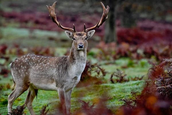 Beau Cliché Majestueux Cerf Alerte Cornes Regardant Caméra Dans Champ — Photo