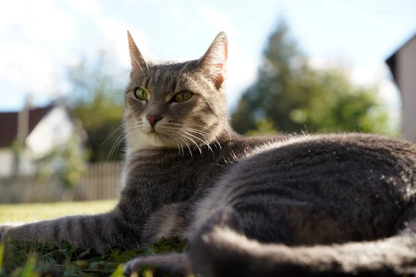 Primo Piano Gatto Grigio Bianco Sdraiato Sull Erba Fronte Alla — Foto Stock