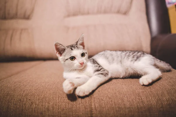 Närbild Söt Katt Liggande Soffa — Stockfoto