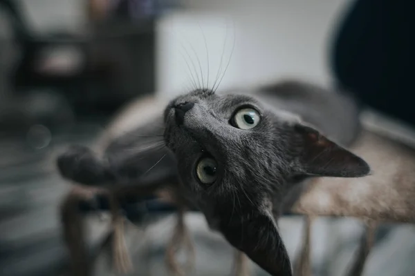 Detailní Záběr Šedé Kočky Ležící Gauči Zírající Kamery — Stock fotografie