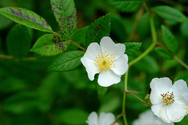 白いバラの花の選択的フォーカスショット — ストック写真