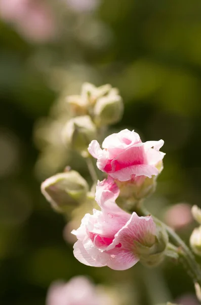 Ένα Κάθετο Πλάνο Από Ροζ Μπουμπούκια Λουλουδιών Έναν Κήπο — Φωτογραφία Αρχείου