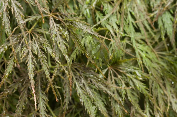 Sebuah Gambar Close Seup Daun Hijau Pohon Dengan Tetes Embun — Stok Foto