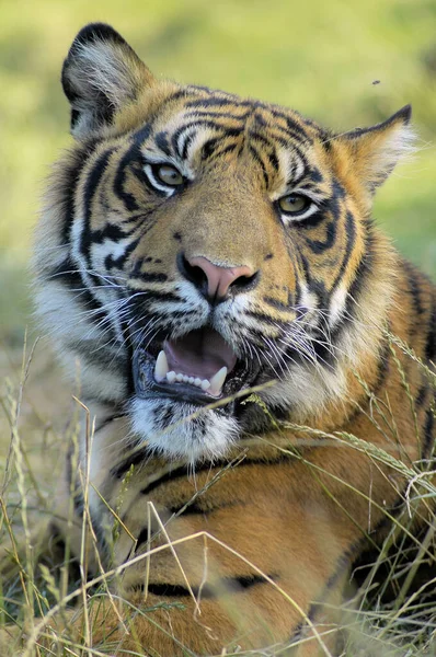 Porträt Eines Großen Starken Tigers Der Auf Dem Gras Ruht — Stockfoto