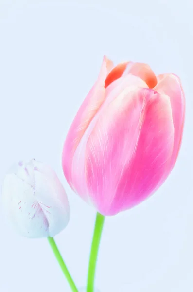 Вертикальный Снимок Красивого Розового Тюльпана — стоковое фото
