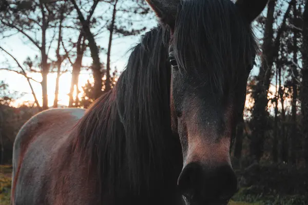 Detailní Záběr Koně Poli Při Západu Slunce — Stock fotografie