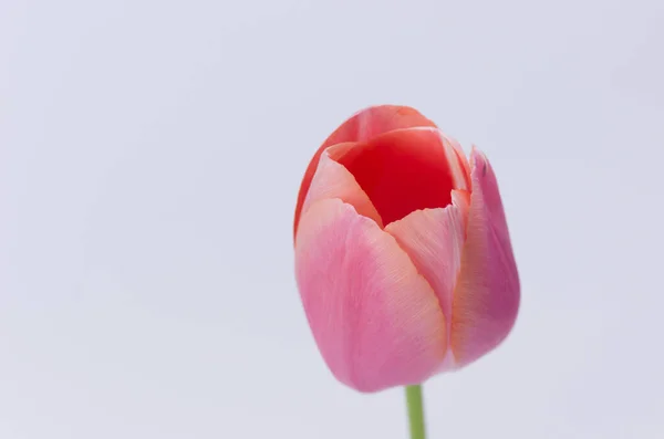 Крупный План Красивого Розового Тюльпана — стоковое фото
