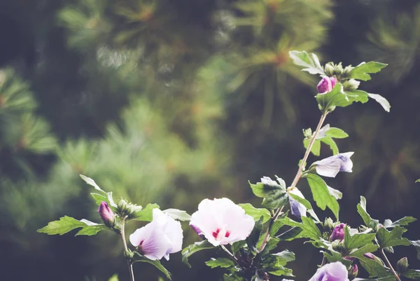 Doux Foyer Fleurs Rose Sharon Fleurissant Dans Jardin — Photo