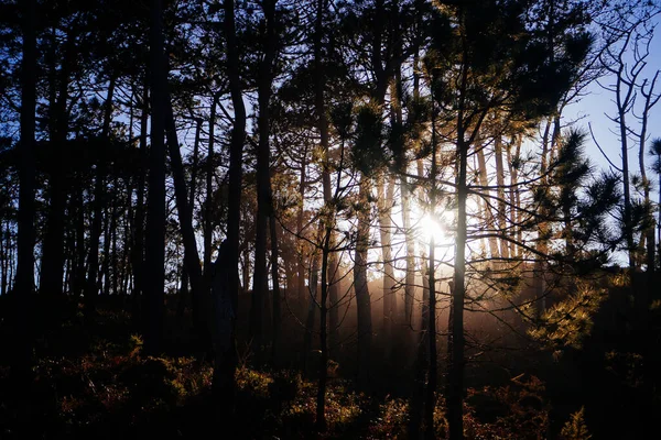 Прекрасний Вид Дерева Лісі Яскравим Сонцем Фоні — стокове фото