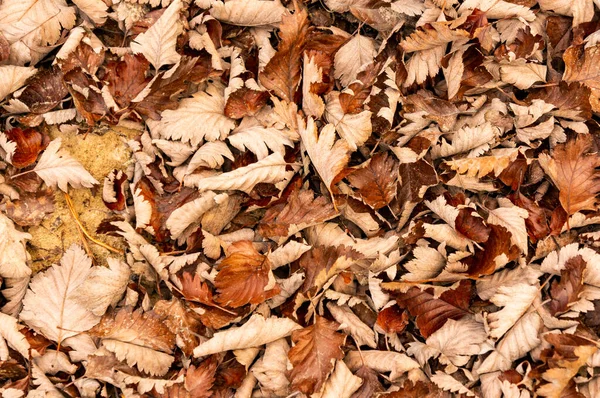 Shot Dried Autumn Leaves — Stock fotografie