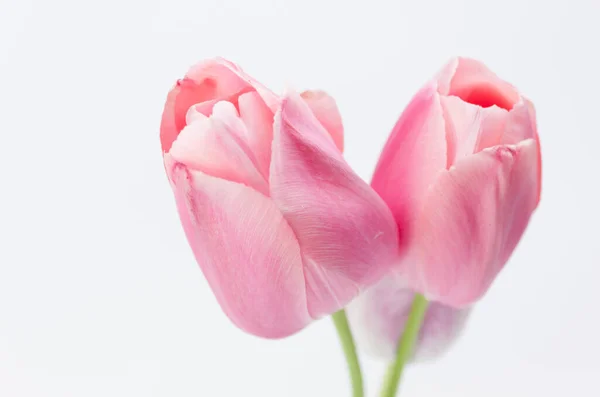 Крупный План Красивых Розовых Тюльпанов — стоковое фото