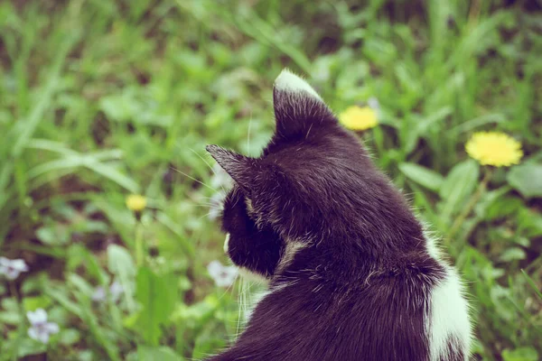Detailní Záběr Záda Roztomilé Černobílé Kočky — Stock fotografie