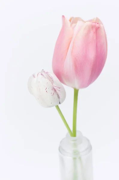 Tiro Vertical Belas Tulipas Rosa Branca — Fotografia de Stock