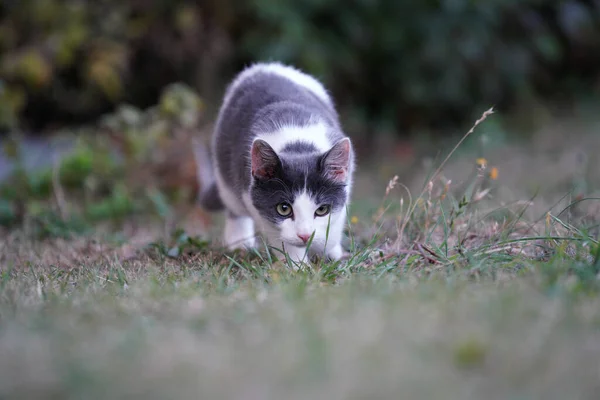 Mise Point Sélective Chat Gris Blanc Regardant Caméra Sur Terrain — Photo