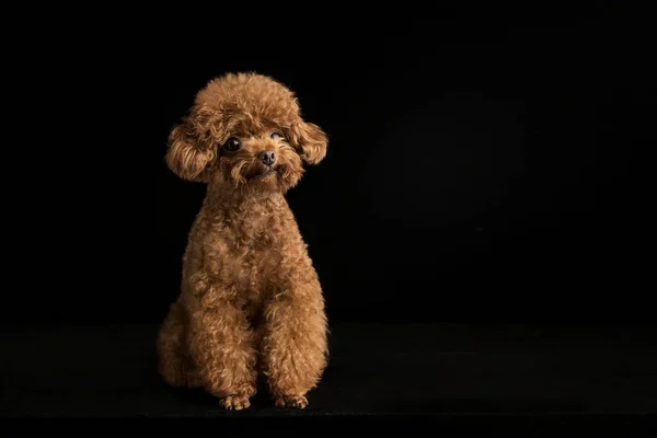 Adorable Caniche Sobre Fondo Negro —  Fotos de Stock