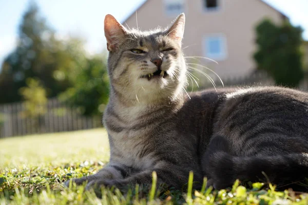 Een Close Van Een Grijze Witte Kat Spinnen Liggen Het — Stockfoto