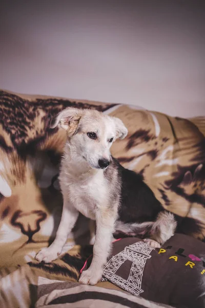 ソファに座ってる可愛い犬のクローズアップ — ストック写真
