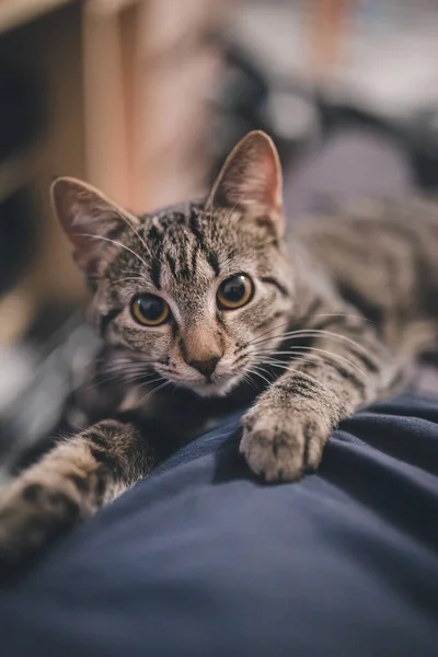 Eine Nahaufnahme Einer Niedlichen Gestreiften Katze Die Die Kamera Starrt — Stockfoto