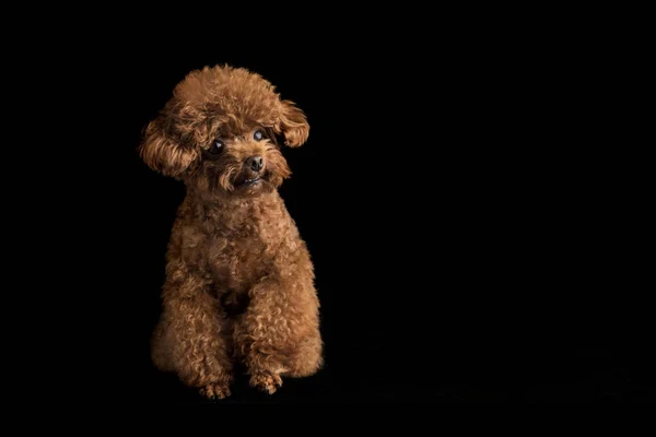 Poodle Pequeno Adorável Fundo Preto — Fotografia de Stock