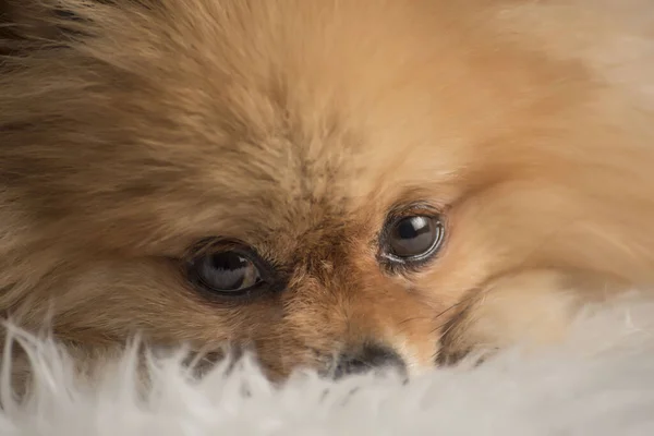 Zbliżenie Ujęcie Słodkie Puszyste Pomeranian Szczeniak Twarz — Zdjęcie stockowe