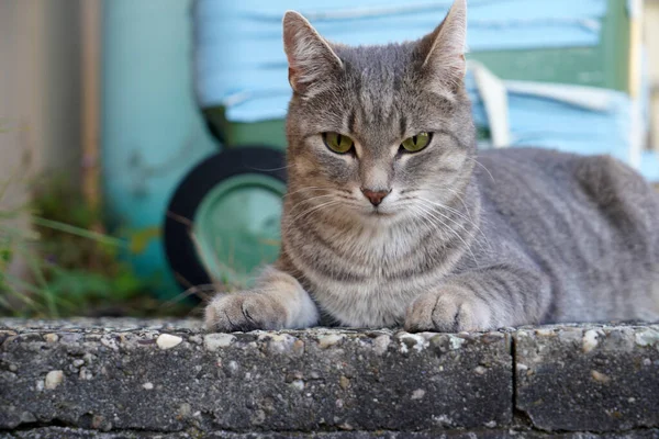 Gros Plan Chat Gris Blanc Couché Sur Trottoir Extérieur — Photo