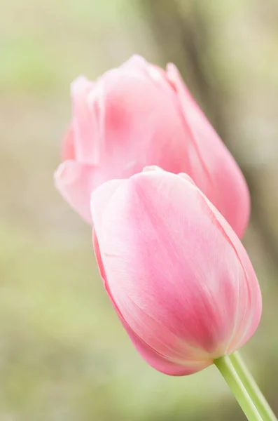 Vertical Selective Focus Shot Beautiful Pink Tulips — Stock Photo, Image