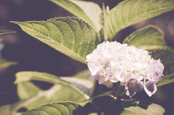 Ένα Όμορφο Πλάνο Από Ανθισμένα Λευκά Λουλούδια Ορτανσίας — Φωτογραφία Αρχείου