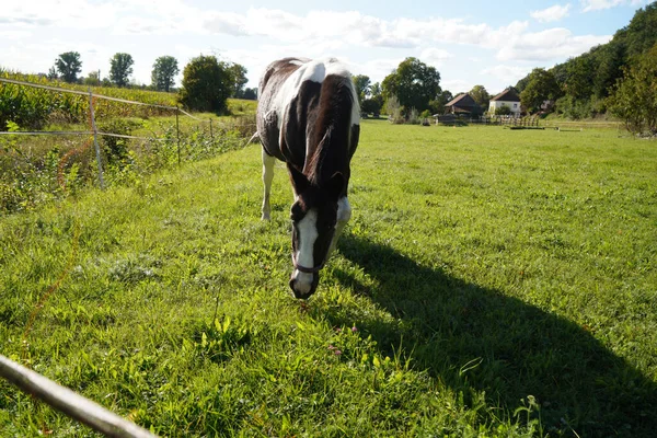 Zbliżenie Białego Brązowego Konia Jedzącego Trawę Polu Słoneczny Dzień — Zdjęcie stockowe