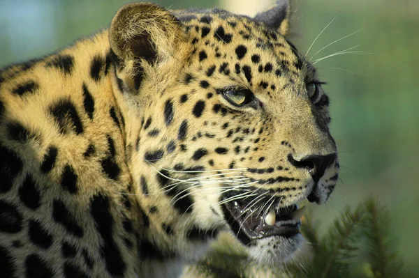 Porträt Eines Großen Jagenden Leoparden — Stockfoto