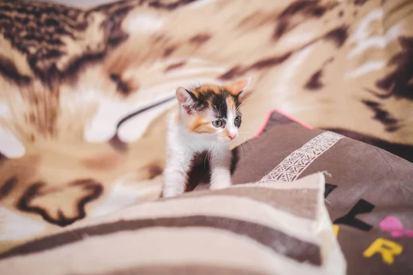 Close Gengibre Bonito Gatinho Branco Travesseiros Cobertores Uma Cama — Fotografia de Stock