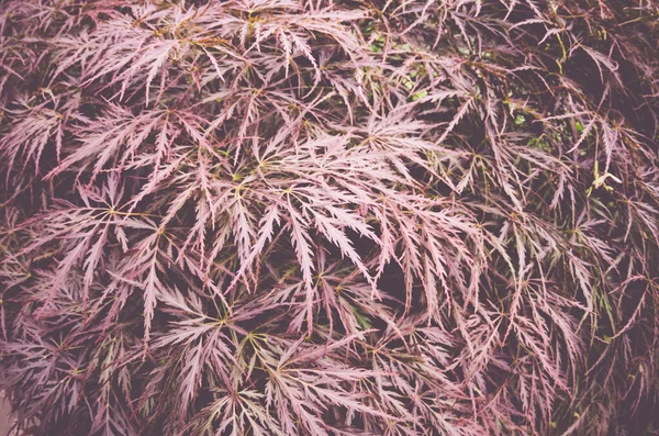 Een Close Shot Van Acer Plamatum Planten — Stockfoto