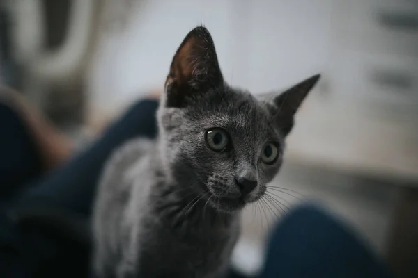 Μια Επιλεκτική Φωτογραφία Μιας Χαριτωμένης Γκρίζας Γάτας Ένα Θολό Φόντο — Φωτογραφία Αρχείου