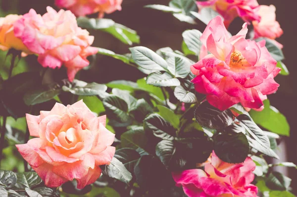 Close Rosas Multicoloridas — Fotografia de Stock