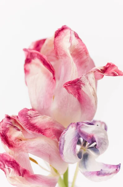 Вертикальный Снимок Красивых Розовых Фиолетовых Тюльпанов — стоковое фото