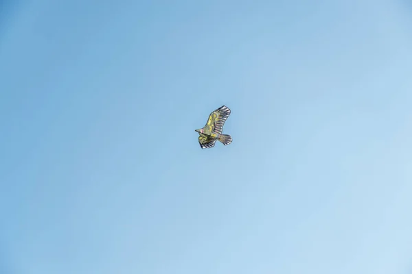 Jan 1970 Low Angle Shot Bird Kite Flying Blue Sky — 스톡 사진