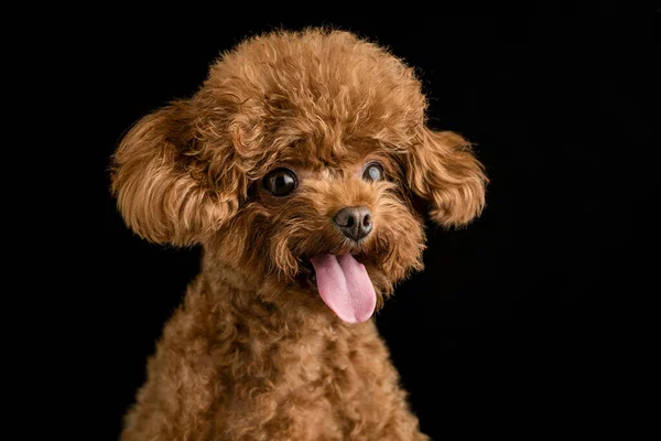 Adorable Caniche Sobre Fondo Negro —  Fotos de Stock