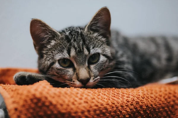 壁のヒーターの毛布の上に横たわる小さな縞模様の灰色の猫の閉鎖 — ストック写真