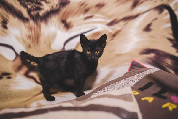 一只可爱的小猫咪在动物打印的床罩上的特写照片 — 图库照片
