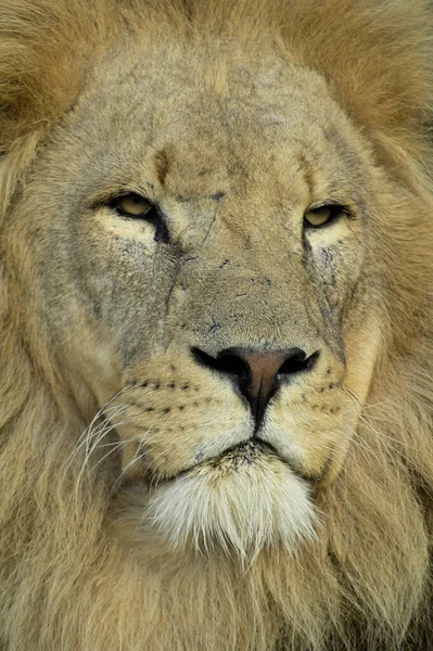 Eine Vertikale Nahaufnahme Eines Majestätischen Erwachsenen Löwen — Stockfoto