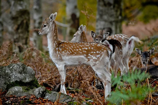 Primer Plano Una Linda Familia Ciervos Bebé Bosque — Foto de Stock